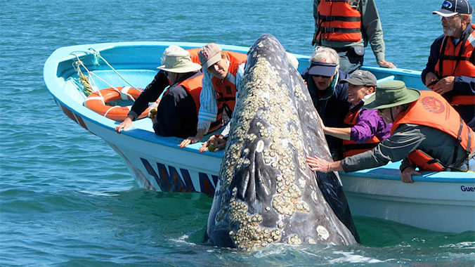 12157-explore-mexico-baja-whale-watch-c.jpg