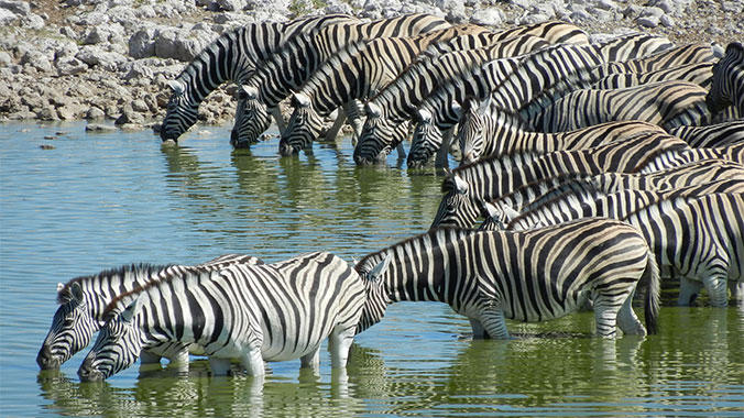 22269-etosha-national-park-zebras-c.jpg