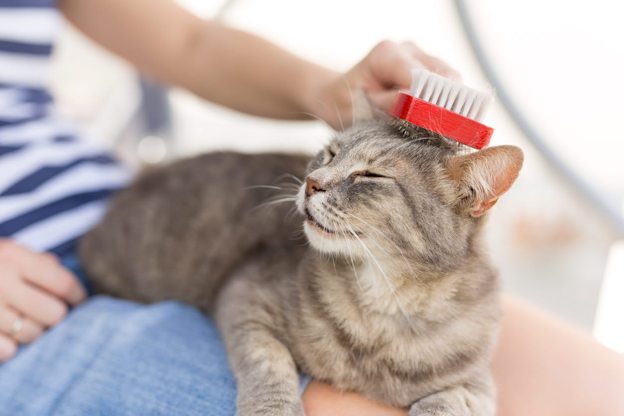 cat - grooming