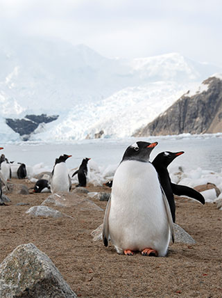 25049-AQ-Afloat-penguins-vert.jpg