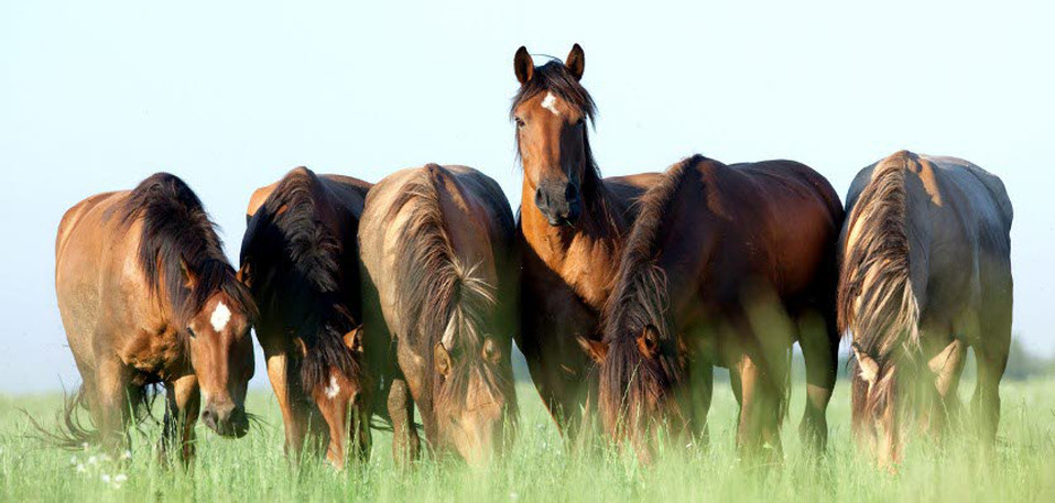 vet voice - horses - group - grazing