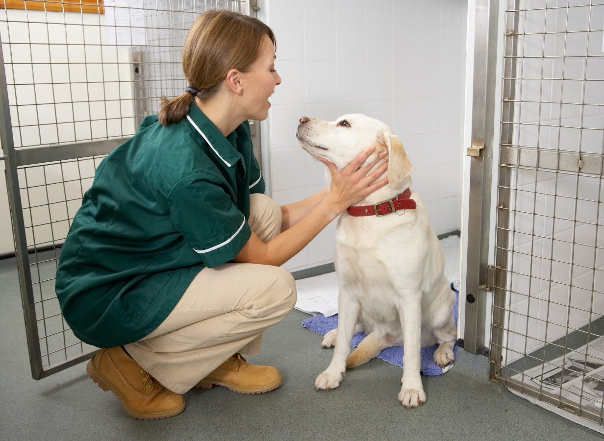 Nurse - dog - kennel