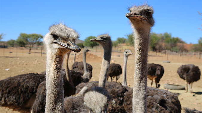 22444-south-africa-ostrich-farm-c.jpg