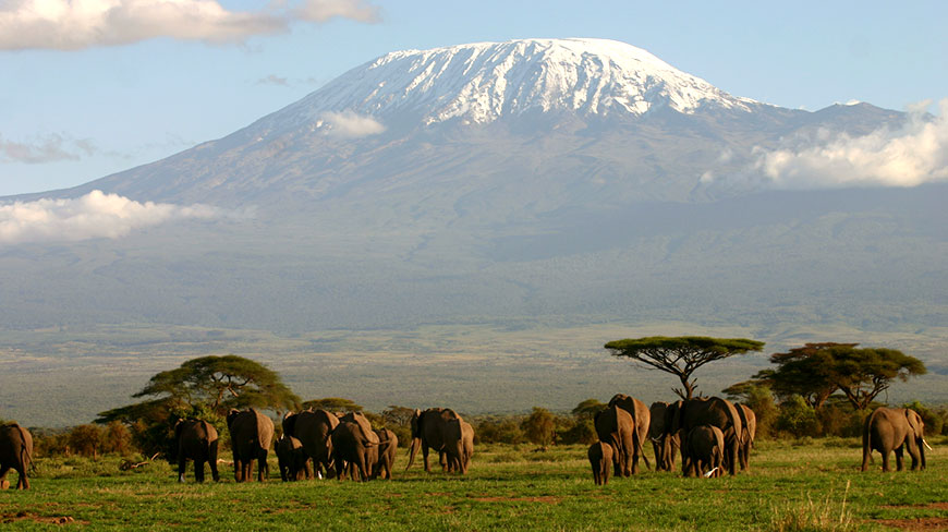 24830-KY-kilimanjaro-elephants.jpg
