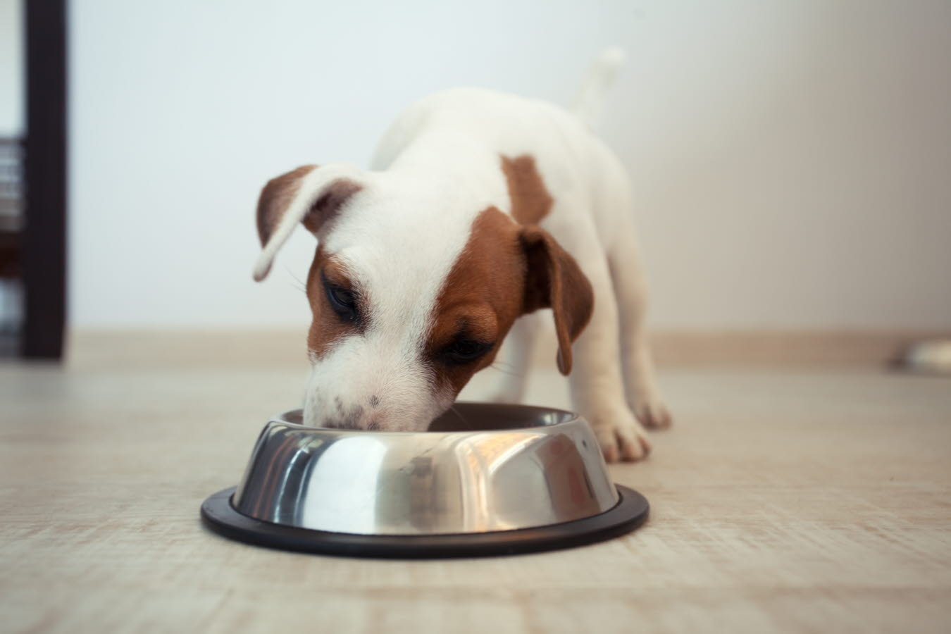 Jack Russell Puppy eating.jpg