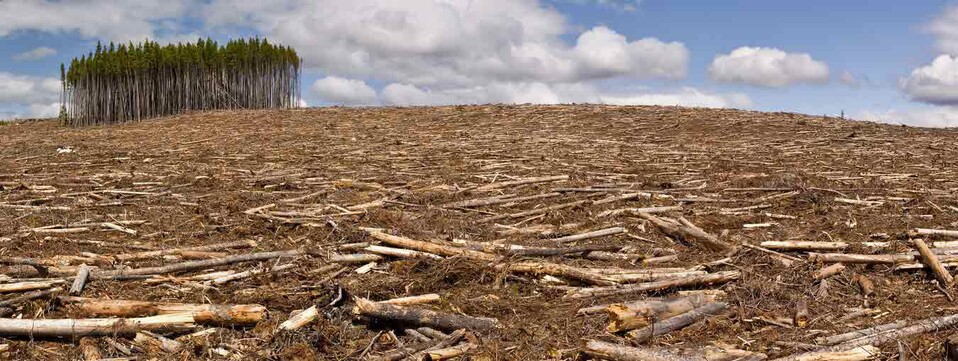 Deforestation
