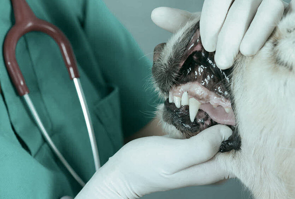 dental - dog - rhs promo block.jpg