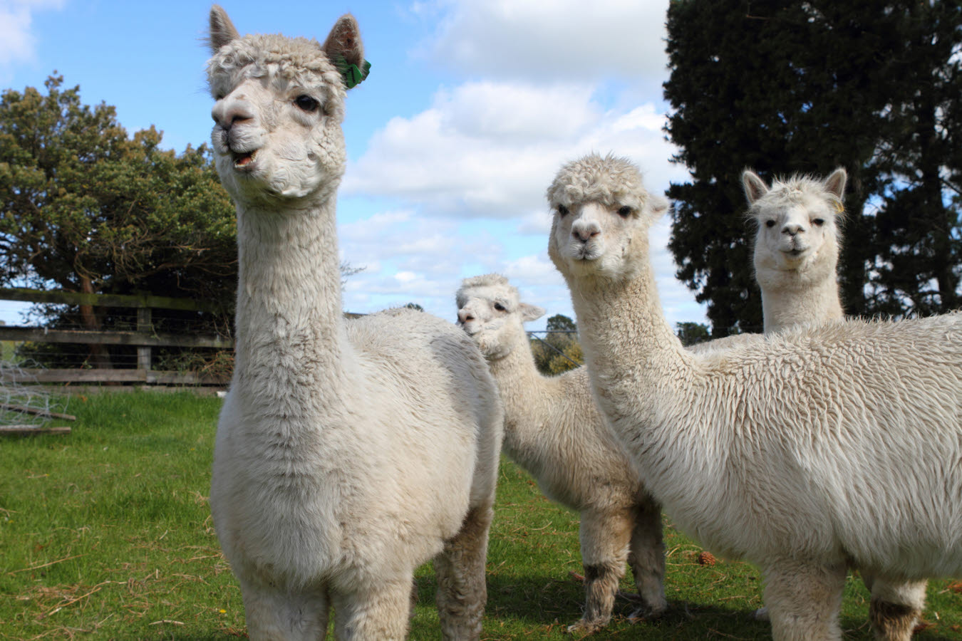 SCG - Alpaca - herd