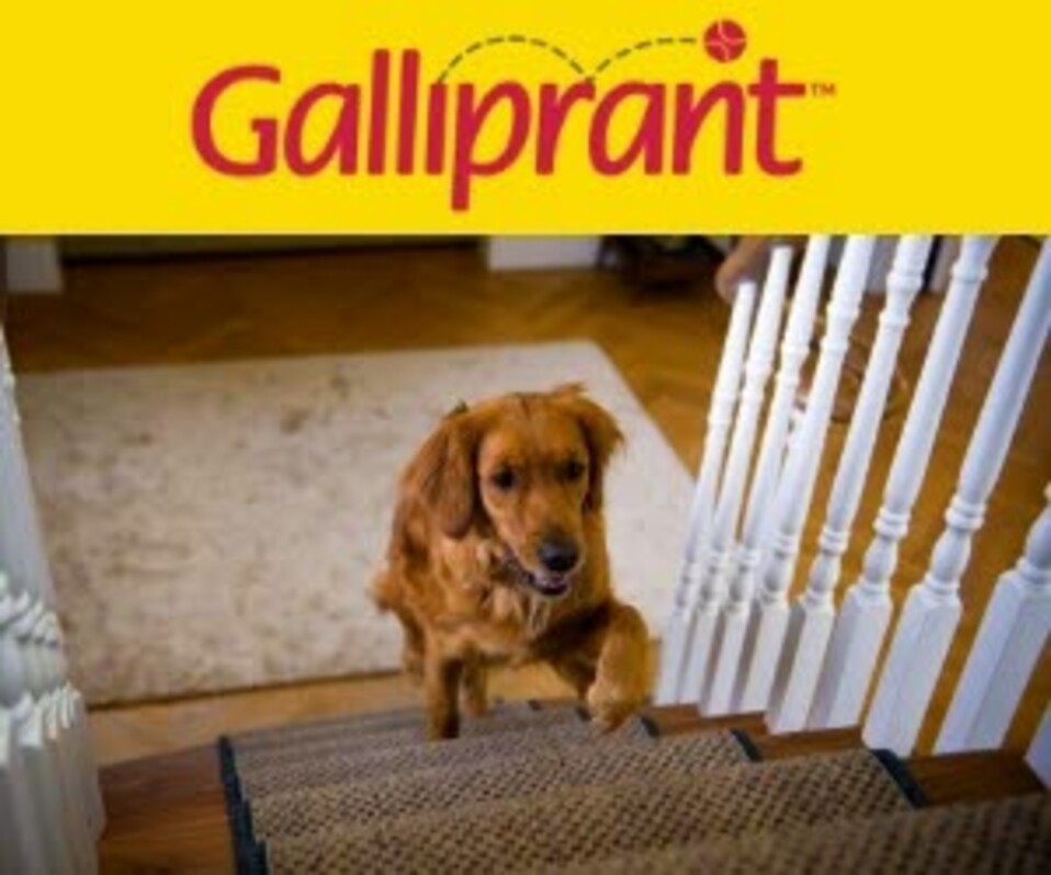 Galliprant_300x250_Advertorial.jpg