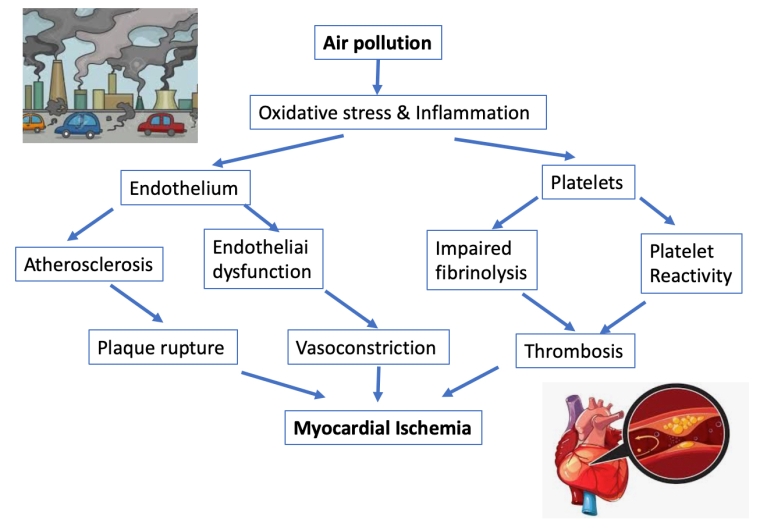 309_Mazon Ramos_Figure 1_Air pollution a new risk factor for cardiovascular disease.jpg