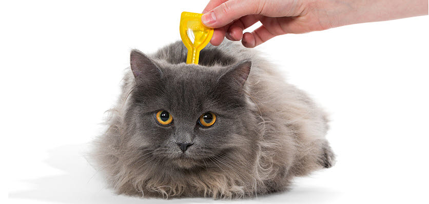 vet voice - cat - flea - tick - prevention.jpg