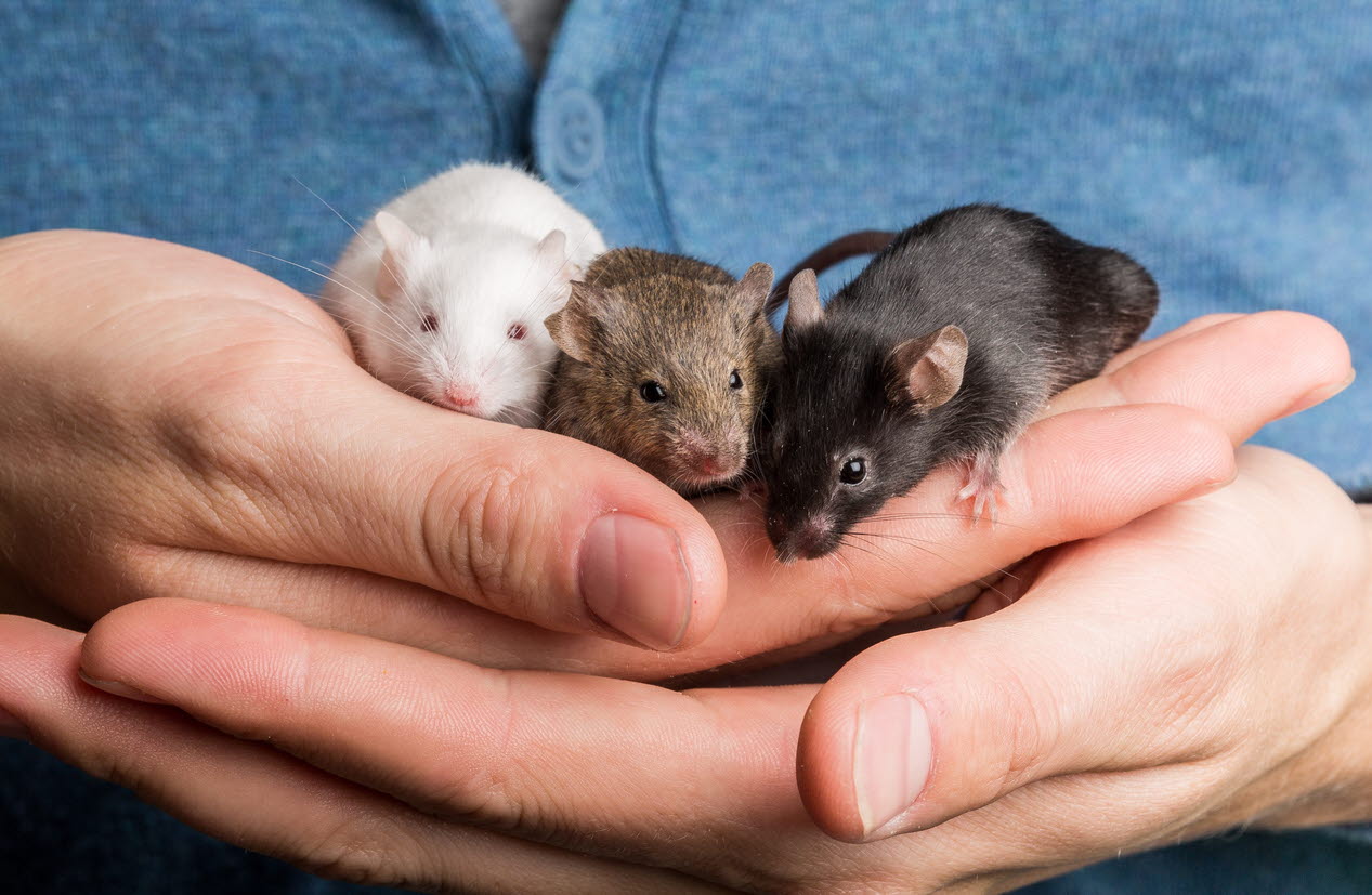 upav - unusual pets - mice