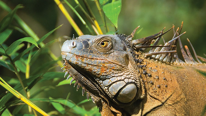 The Best of Costa Rica: Exploring Natural Wonders