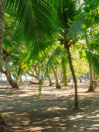 Lush palm trees and tropical greenery highlight the natural wonders in this Best of Costa Rica landscape.