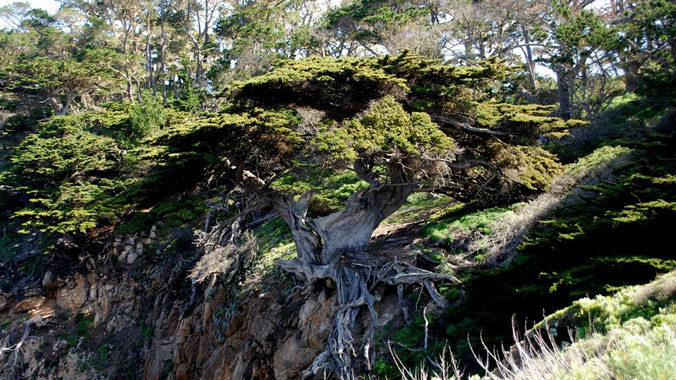 Magical Monterey