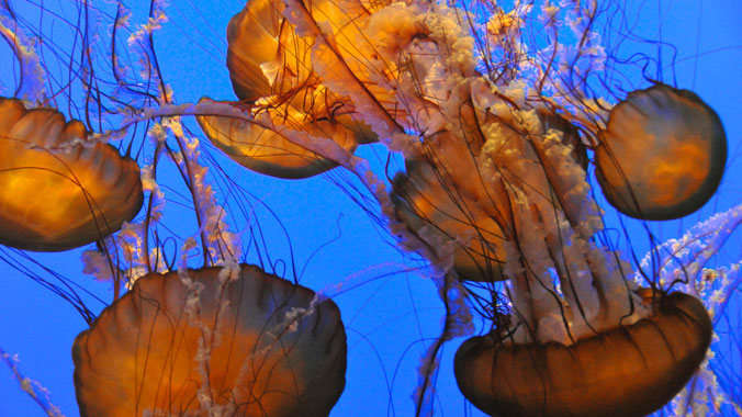 Magical Monterey