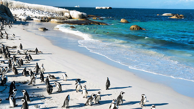 South Africa Boulders Beach