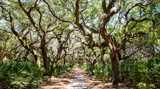 Historic Amelia & Secluded Cumberland: Island Adventures