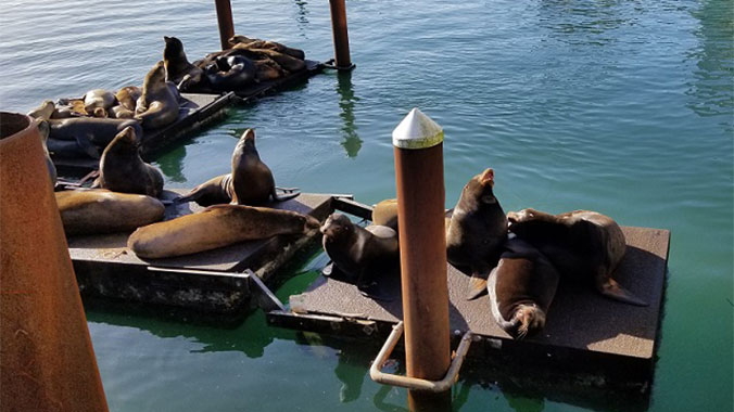Animal Adventures in Oregon With Your Grandchild