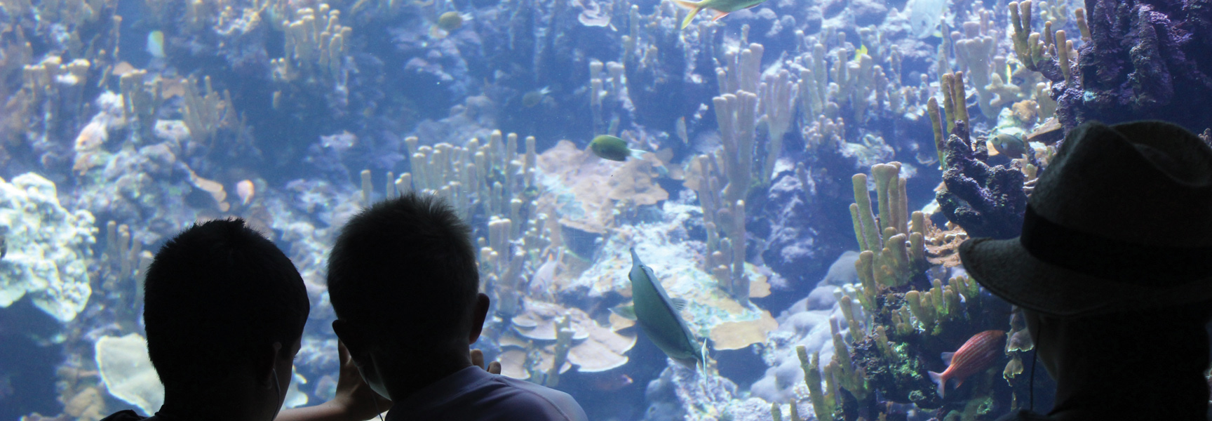 Two children and an adult watch fish swim through a coral reef in a large aquarium in Oregon.