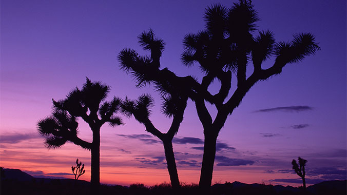 Hiking the High Desert: Joshua Tree National Park