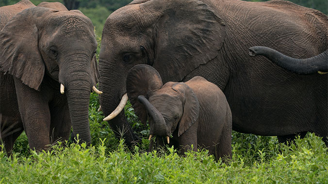 Southern African Safari Train Trek