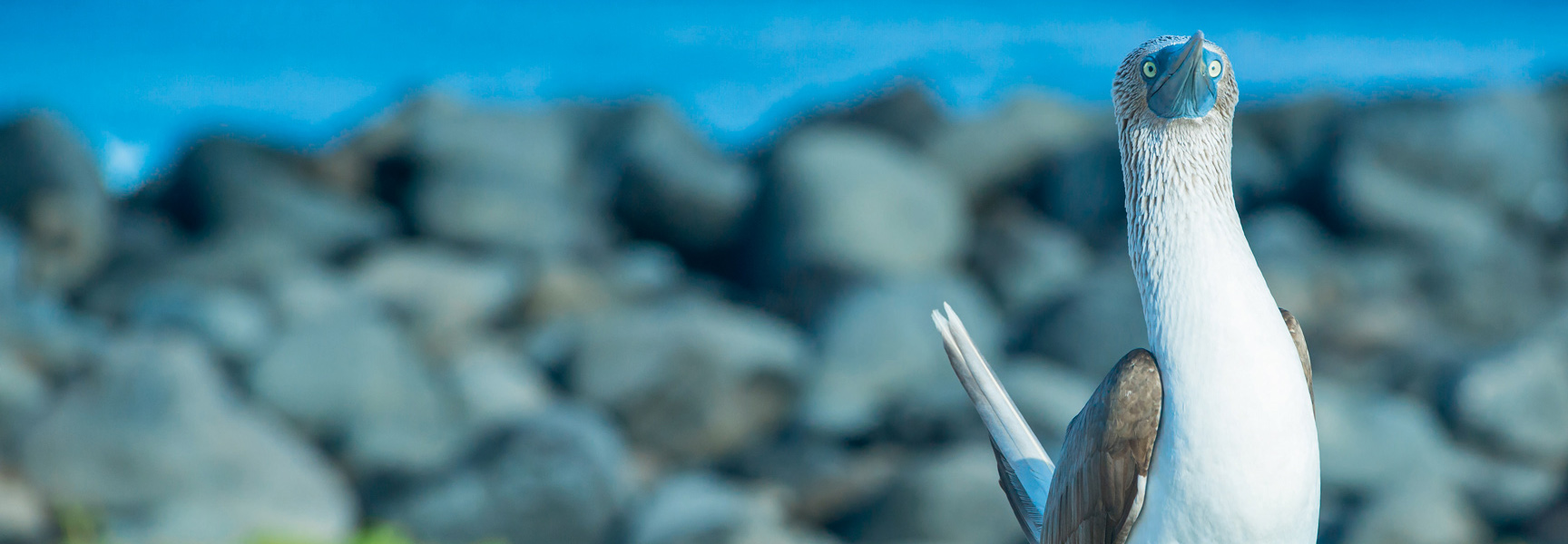 A blue-footed booby with bright blue facial skin looks up towards the sky on a rocky shore in the Galápagos Islands.