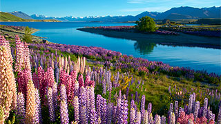 New Zealand's Natural Wonders