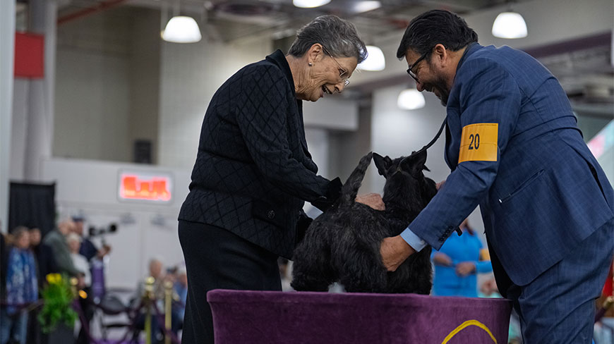 A judge and handler examine a Scottish Terrier on a purple platform at the Westminster Dog Show in New York City's Javits Center.