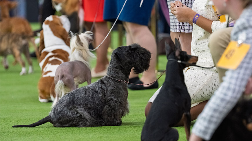 Various dog breeds and their handlers participate in the Westminster Dog Show at the Javits Center in New York City.