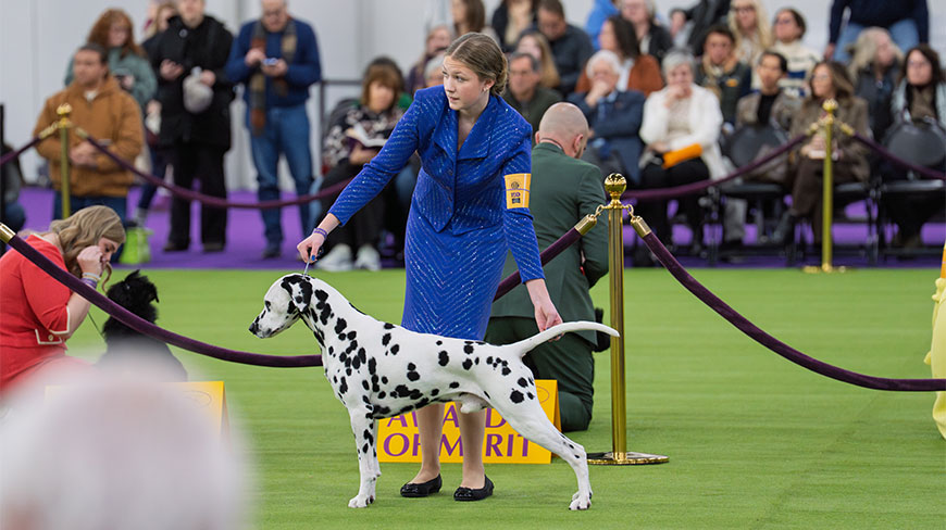 A handler presents a Dalmatian at the Westminster Kennel Club Dog Show at the Javitz Center in New York City.