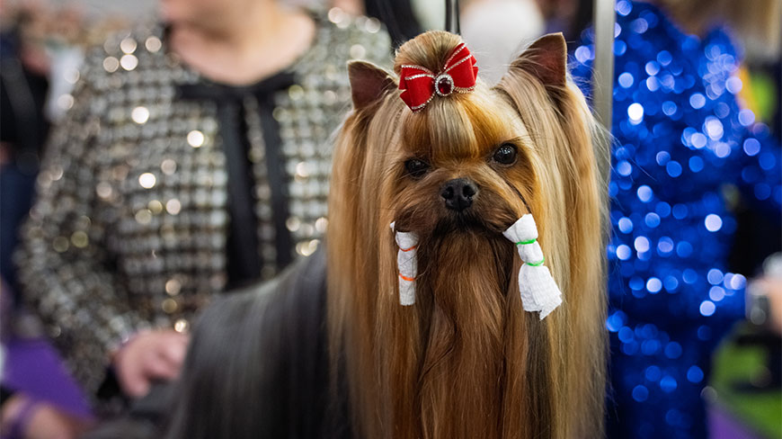 A groomed Yorkshire Terrier with a red bow and hair wraps at the Westminster Dog Show in New York City's Javits Center.