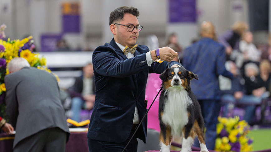 A handler presents an Australian Shepherd during the Annual Westminster Kennel Club Dog Show at the Javitz Center in New York City.