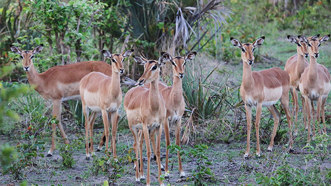 Best of Botswana