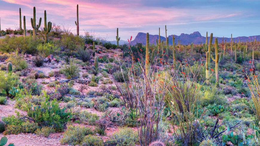 Vibrant landscape of Saguaro National Park in Arizona, featuring tall saguaro cacti and desert flora under a pink and purple sunset sky.