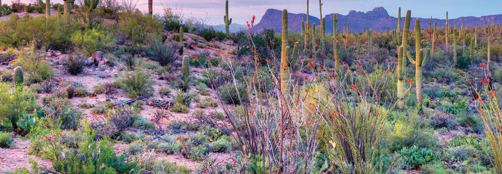 Vibrant landscape of Saguaro National Park in Arizona, featuring tall saguaro cacti and desert flora under a pink and purple sunset sky.