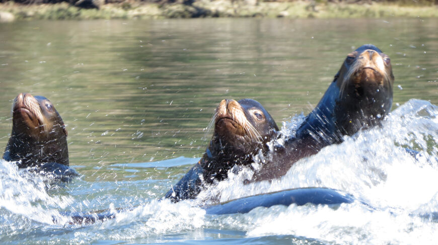 Three sea lions swim and splash in the water of the Lower Columbia River estuary in Washington.