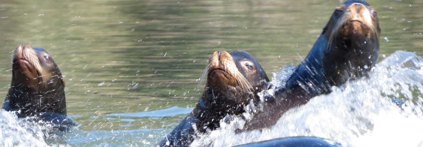 Three sea lions swim and splash in the water of the Lower Columbia River estuary in Washington.