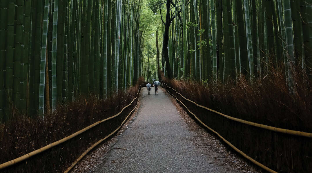 Visitors walk down a path surrounded by towering green bamboo stalks in a traditional Japanese forest.