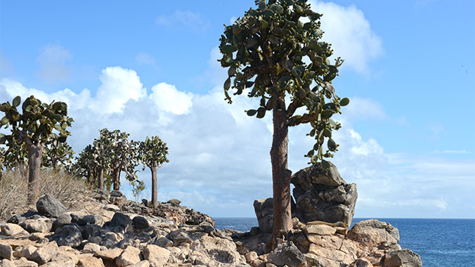 Galapagos at a slower pace