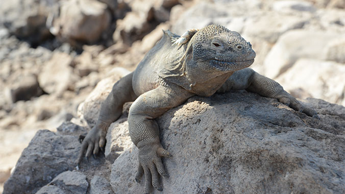 Galapagos at a slower pace