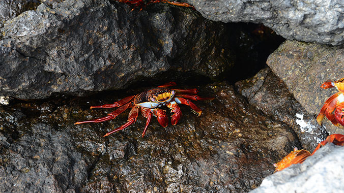 Galapagos at a slower pace