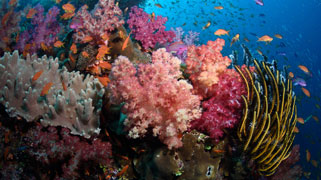 Fascinating Fiji: Exploring Above and Below its Shores