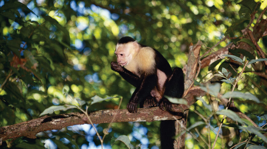 A white-faced capuchin monkey eats while perched on a tree branch in the lush wild landscapes of Costa Rica.