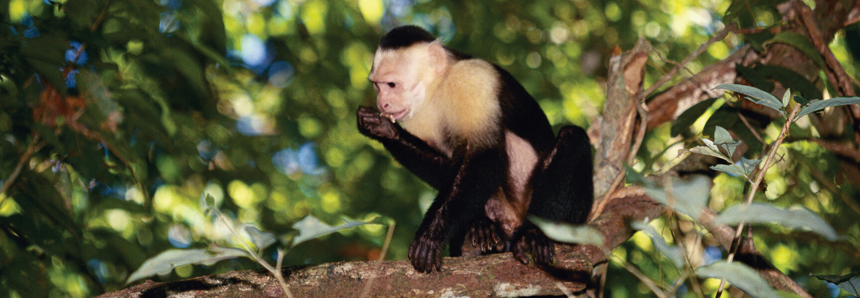 A white-faced capuchin monkey eats while perched on a tree branch in the lush wild landscapes of Costa Rica.