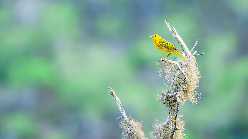 A small yellow bird perched on a dry, lichen-covered branch at Punta Cormorant on Floreana Island in the Galapagos.
