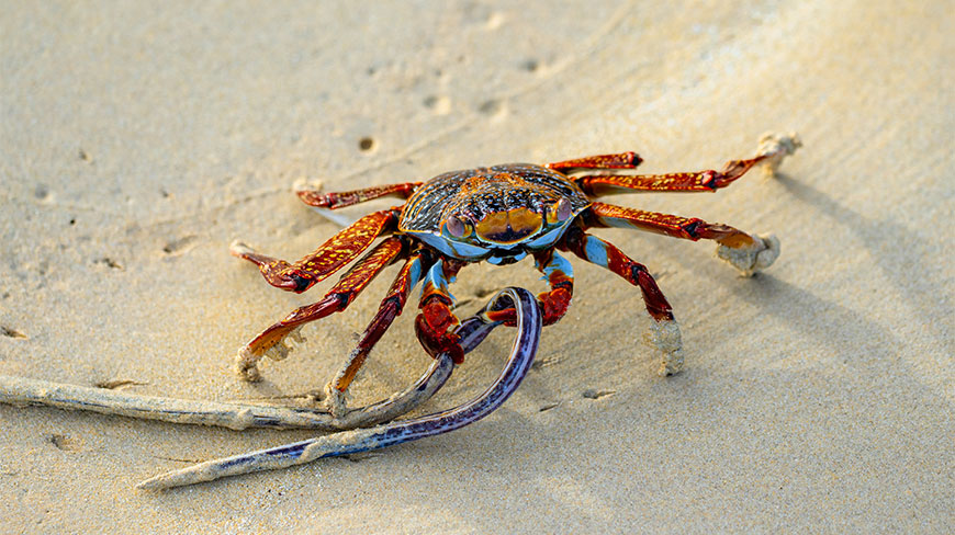 A vibrant Sally Lightfoot crab holds a slender sea creature on the sand at Punta Cormorant on Floreana Island in the Galapagos.