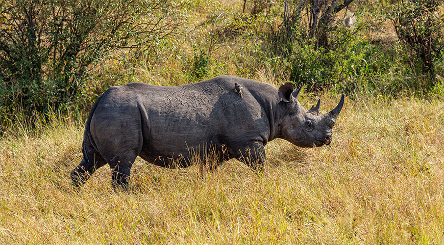 A black rhino with a small bird on its back walks through a sunny, grassy field with bushes behind it.