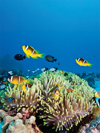 24667-AU_GreatBarrierReef_clownfish-vert.jpg