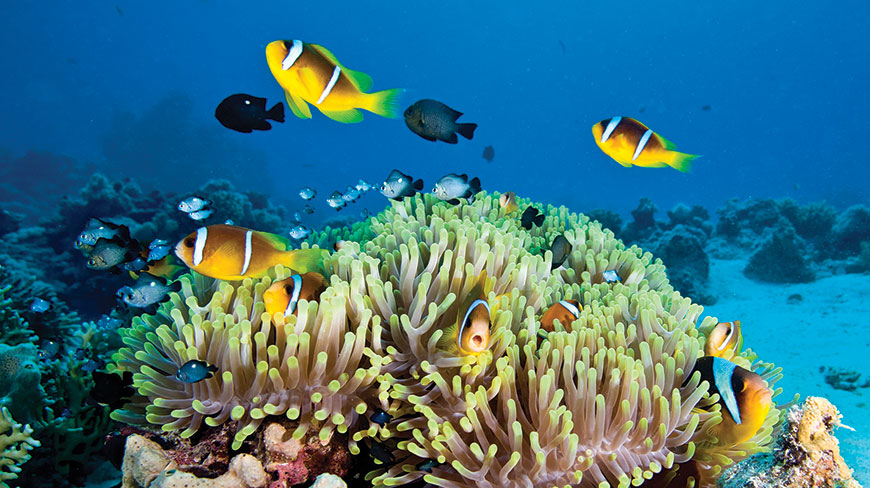 24667_AU_GreatBarrierReef_clownfish-lghoz.jpg